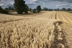Ripe Oat crop with Combine harvester in distance, Haregill Lodge Farm, Ellingstring Ripe Oat crop with Combine harvester in distance, Haregill Lodge Farm, Ellingstring