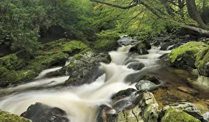 River Shimna, Tollymore Forest Park, Newcastle County Down, Ireland, October 2012 River Shimna, Tollymore Forest Park, Newcastle County Down, Ireland, October 2012