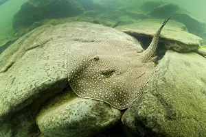 River stingray (Potamotrygon sp) Formoso River, Bonito, Mato Grosso do Sul, Brazil River stingray (Potamotrygon sp) Formoso River, Bonito, Mato Grosso do Sul, Brazil