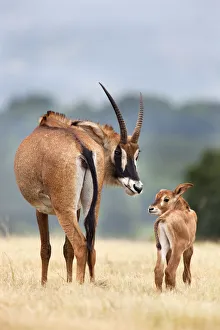 Roan antelope (Hippotragus equinus) with young offspring, Mlilwane nature reserve Roan antelope (Hippotragus equinus) with young offspring, Mlilwane nature reserve
