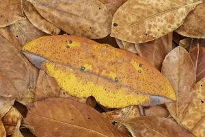 Saturniid Moth Prints: Saturniid moth (Eacles ormondei), female camouflaged in leaf litter. Izabal, Guatemala