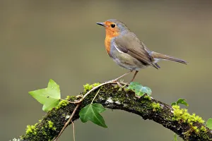 Robin (Erithacus rubecula) Cadiz, Spain, March Robin (Erithacus rubecula) Cadiz, Spain, March