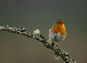 Robin (Erithacus rubecula) perched on a branch, Worcestershire, UK. January Robin (Erithacus rubecula) perched on a branch, Worcestershire, UK. January