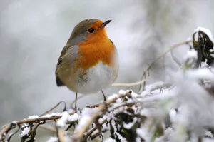 Robin (Erithacus rubecula) perched on branch in snow, Broxwater, Cornwall, UK Robin (Erithacus rubecula) perched on branch in snow, Broxwater, Cornwall, UK