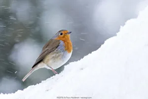 Songbird Profile View Prints: Robin (Erithacus rubecula) in snow, Broxwater, Cornwall, UK. March