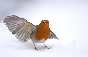 Robin (Erithacus rubecula) taking off from snow, Hampstead Heath, London, UK, January Robin (Erithacus rubecula) taking off from snow, Hampstead Heath, London, UK, January