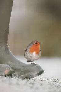 Robin perched on boot {Erithacus rubecula} UK Robin perched on boot {Erithacus rubecula} UK