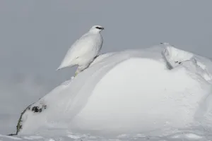 Rock ptarmigan (Lagopus muta) male on snow drift, Taymyr Peninsula, Siberia, Russia Rock ptarmigan (Lagopus muta) male on snow drift, Taymyr Peninsula, Siberia, Russia