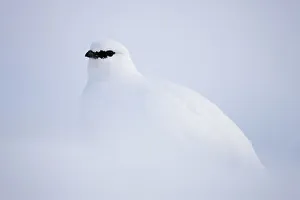 Rock ptarmigan (Lagopus mutus hyperborea) in snow, Spitsbergen, Svalbard, March 2009 Rock ptarmigan (Lagopus mutus hyperborea) in snow, Spitsbergen, Svalbard, March 2009