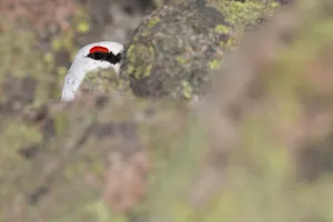 Rock ptarmigan (Lagopus mutus) male hidden by rocks, eye visible, winter plumage Rock ptarmigan (Lagopus mutus) male hidden by rocks, eye visible, winter plumage