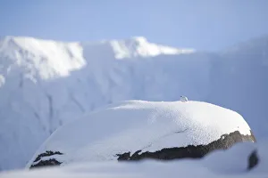 Rock ptarmigan (Lagopus mutus) perched on boulder, camouflaged against snow in winter Rock ptarmigan (Lagopus mutus) perched on boulder, camouflaged against snow in winter