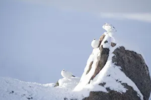 Three Rock ptarmigan (Lagopus mutus) perched on rock, camouflaged against snow in winter Three Rock ptarmigan (Lagopus mutus) perched on rock, camouflaged against snow in winter