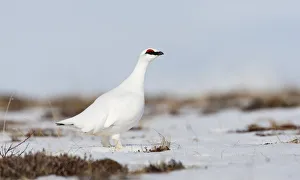 Rock ptarmigan (Lagopus mutus) standing in snow, Myvatn, Thingeyjarsyslur, Iceland Rock ptarmigan (Lagopus mutus) standing in snow, Myvatn, Thingeyjarsyslur, Iceland