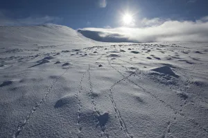 Rock ptarmigan (Lagopus mutus) tracks in snow, with low winter sun, Lochain Mountain Rock ptarmigan (Lagopus mutus) tracks in snow, with low winter sun, Lochain Mountain