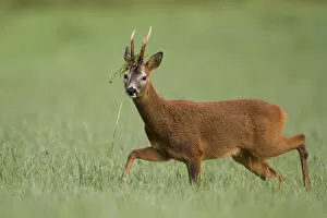 Images Dated 5th August 2013: Roe deer (Capreolus capreolus) buck with vegetation on antlers in rutting season, Scotland, UK