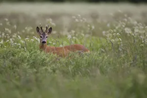 Roe deer (Capreolus capreolus) buck in wet meadow, Nemunas Regional Park, Lithuania Roe deer (Capreolus capreolus) buck in wet meadow, Nemunas Regional Park, Lithuania