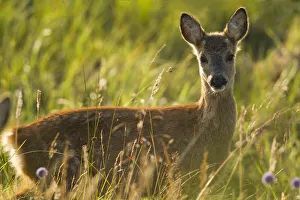 Roe deer (Capreolus capreolus) fawn in meadow, Scotland, UK., August Roe deer (Capreolus capreolus) fawn in meadow, Scotland, UK., August