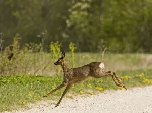 Roe deer (Capreolus capreolus) leaping, Matsalu National Park, Estonia, May 2009 Roe deer (Capreolus capreolus) leaping, Matsalu National Park, Estonia, May 2009