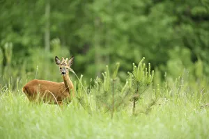 Roe deer {Capreolus capreolus} amongst young coniferous trees, Kemeri National Park Roe deer {Capreolus capreolus} amongst young coniferous trees, Kemeri National Park