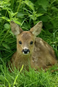 Roe deer fawn resting portrait {3-weeks-old} {Capreolus capreolus} Grampian, Scotland, UK Roe deer fawn resting portrait {3-weeks-old} {Capreolus capreolus} Grampian, Scotland, UK