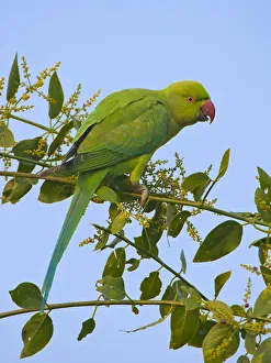 Rose-ringed parakeet (Psittacula krameri), female feeding, Rajasthan, India Rose-ringed parakeet (Psittacula krameri), female feeding, Rajasthan, India