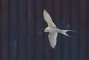 Roseate Tern (Sterna dougallii) in flight in front of building, Madeira Portugal August Roseate Tern (Sterna dougallii) in flight in front of building, Madeira Portugal August