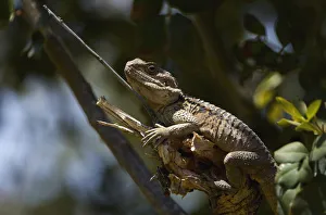 Roughtail rock agama / Stellion (Agama stellio) on branch, Akamas Peninsula, Cyprus Roughtail rock agama / Stellion (Agama stellio) on branch, Akamas Peninsula, Cyprus
