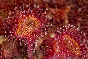 Round-leaved sundew (Drosera rotundifolia) with insect caught in leaves, growing in sphagnum moss Round-leaved sundew (Drosera rotundifolia) with insect caught in leaves, growing in sphagnum moss
