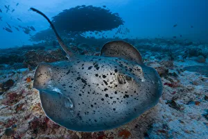 Round ribbontail ray (Taeniura meyeni) South Ari Atoll, Maldives. Indian Ocean Round ribbontail ray (Taeniura meyeni) South Ari Atoll, Maldives. Indian Ocean