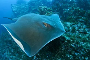 Round stingray (Taeniura grabata) swimming over rocks, Princesa Alice, Azores, Portugal Round stingray (Taeniura grabata) swimming over rocks, Princesa Alice, Azores, Portugal
