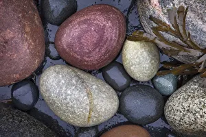 Rounded stones and seaweed on rocky shore. Isle of Skye, Inner Hebrides, Scotland Rounded stones and seaweed on rocky shore. Isle of Skye, Inner Hebrides, Scotland