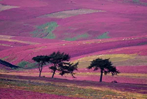 Row of Larch trees on flowering heather moorland, Lammermuir Hills, Berwickshire, Scotland Row of Larch trees on flowering heather moorland, Lammermuir Hills, Berwickshire, Scotland