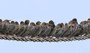 Row of Starlings (Sturnus vulgaris) perched on wire. Marais Breton, Vendee, French Atlantic Coast Row of Starlings (Sturnus vulgaris) perched on wire. Marais Breton, Vendee, French Atlantic Coast