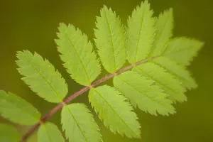 Rowan (Sorbus aucuparia) fresh leaves in spring, Beinn Eighe NNR, Highlands, NW Scotland Rowan (Sorbus aucuparia) fresh leaves in spring, Beinn Eighe NNR, Highlands, NW Scotland