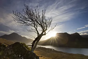 Rowan tree silhouetted above Loch Lurgainn with Cul Mor (left) and Ben More Coigach beyond Rowan tree silhouetted above Loch Lurgainn with Cul Mor (left) and Ben More Coigach beyond