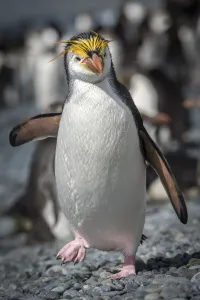 Royal penguin (Eudyptes schlegeli) walks along the beach Royal penguin (Eudyptes schlegeli) walks along the beach