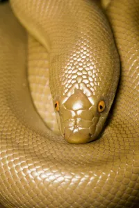 Rubber Boa (Charina bottae) portrait. California, USA, November Rubber Boa (Charina bottae) portrait. California, USA, November