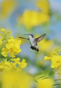 Ruby-throated hummingbird (Archilochus colubris), female in flight feeding on Yellow bells Ruby-throated hummingbird (Archilochus colubris), female in flight feeding on Yellow bells