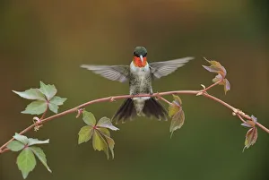 Ruby-throated hummingbird (Archilochus colubris) male landing on Virginia creeper Ruby-throated hummingbird (Archilochus colubris) male landing on Virginia creeper