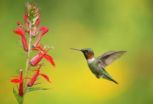 Ruby-throated Hummingbird (Archilocus colubris), male flying in to feed from cardinal Ruby-throated Hummingbird (Archilocus colubris), male flying in to feed from cardinal