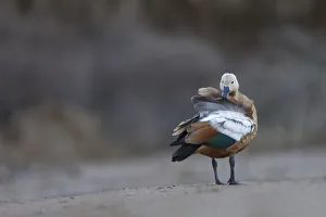 Ruddy shelduck (Tadorna ferruginea) preening, Bagerova Steppe, Kerch Peninsula, Crimea Ruddy shelduck (Tadorna ferruginea) preening, Bagerova Steppe, Kerch Peninsula, Crimea