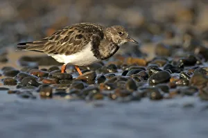 Ruddy turnstone (Arenaria interpres) feeding on shingle beach, Norfolk, England, UK, November Ruddy turnstone (Arenaria interpres) feeding on shingle beach, Norfolk, England, UK, November
