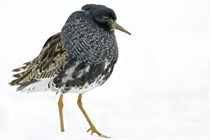 Ruff displaying (Philomachus pugnax) Agapa River, Taimyr Peninsula, Siberia, Russia Ruff displaying (Philomachus pugnax) Agapa River, Taimyr Peninsula, Siberia, Russia