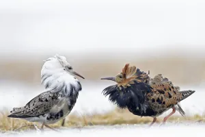 Ruffs displaying (Philomachus pugnax) Agapa River, Taimyr Peninsula, Siberia, Russia Ruffs displaying (Philomachus pugnax) Agapa River, Taimyr Peninsula, Siberia, Russia
