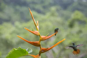 Rufous-tailed hummingbird (Amazilia tzacatl) territorial fighting around Heliconia flower Rufous-tailed hummingbird (Amazilia tzacatl) territorial fighting around Heliconia flower