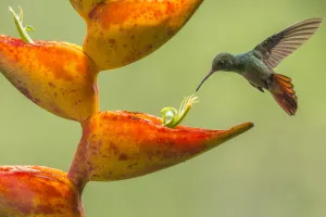 Rufous-tailed hummingbird (Amazilia tzacatl) feeding from Heliconia flower (Heliconia Rufous-tailed hummingbird (Amazilia tzacatl) feeding from Heliconia flower (Heliconia