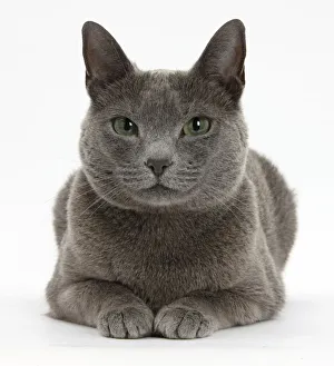 Russian Blue female cat with green eyes Russian Blue female cat with green eyes