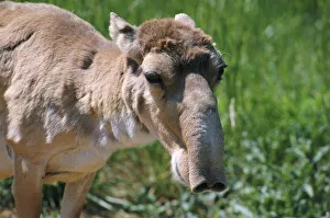Saiga antelope female {Saiga tatarica} Saiga antelope female {Saiga tatarica}