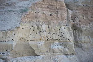 Sand martin (Riparia riparia) nesting colony, Moldova, June Sand martin (Riparia riparia) nesting colony, Moldova, June