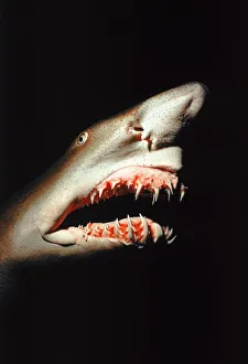 Sand tiger shark (Carcharias taurus). Caribbean Sand tiger shark (Carcharias taurus). Caribbean